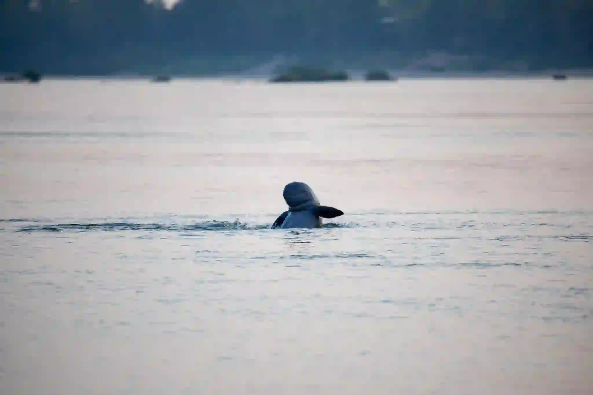 Cambodia Dolphine_Serva Travel